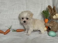 Boba, a male Havaton for sale in Asheville, NC – Photo 3 of 4