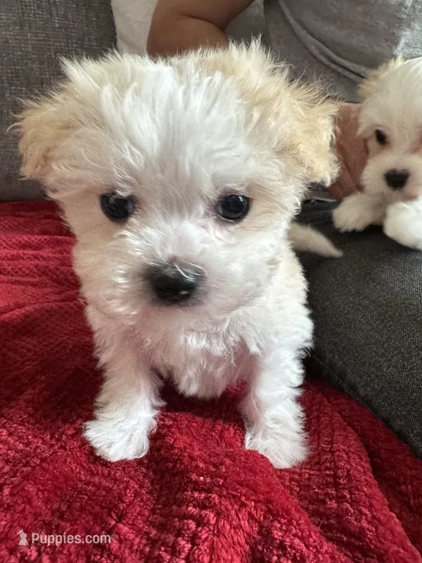 Boba – Havanese puppy for sale in Asheville, NC