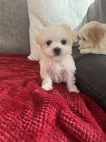 Boba, a male Havaton for sale in Asheville, NC – Photo 4 of 4