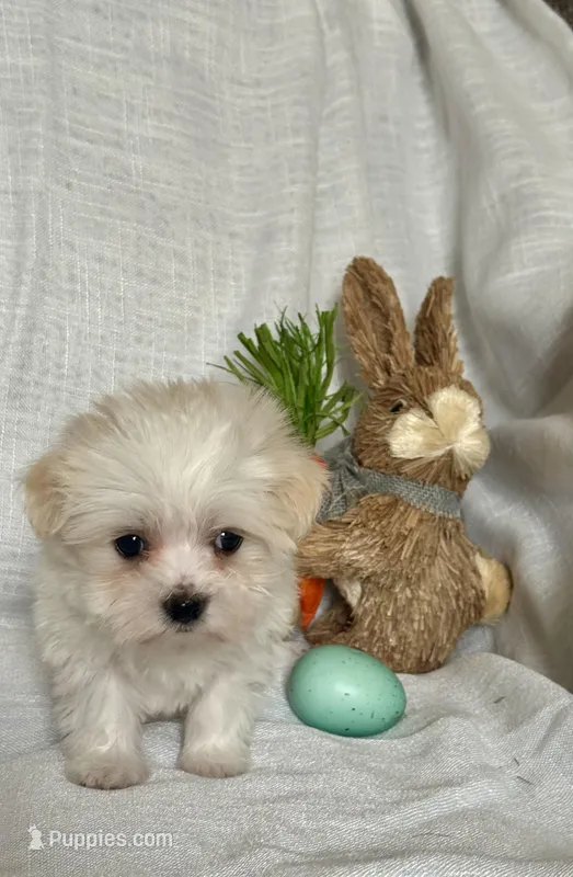 Boba – Havaton puppy for sale in Asheville, NC