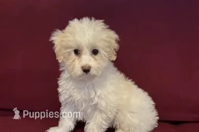 Rehoming Lucy , a female Havanese for sale in Asheville, NC – 1 of 3