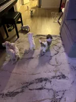 Rocket, a male Havaton for sale in Asheville, NC – Photo 3 of 7