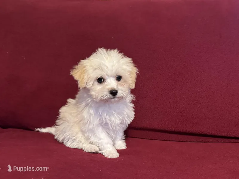 Tofu – Havanese puppy for sale in Asheville, NC