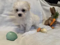 Rocket, a male Havaton for sale in Asheville, NC – Photo 6 of 7