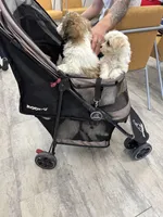 Rocket, a male Havaton for sale in Asheville, NC – Photo 7 of 7