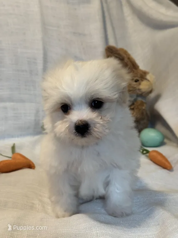 Rocket – Havaton puppy for sale in Asheville, NC