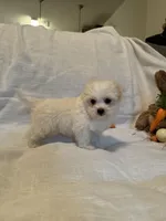 Rocket, a male Havaton for sale in Asheville, NC – Photo 2 of 7