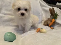 Tofu, a male Havaton for sale in Asheville, NC – Photo 2 of 3