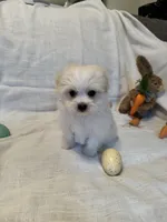 Tofu, a male Havaton for sale in Asheville, NC – Photo 3 of 3