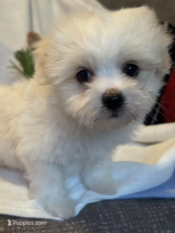 Tofu – Havaton puppy for sale in Asheville, NC