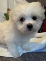 Tofu, a male Havaton for sale in Asheville, NC – Photo 1 of 3