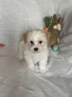 Lenny, a male Havaton for sale in Asheville, NC – Photo 4 of 4