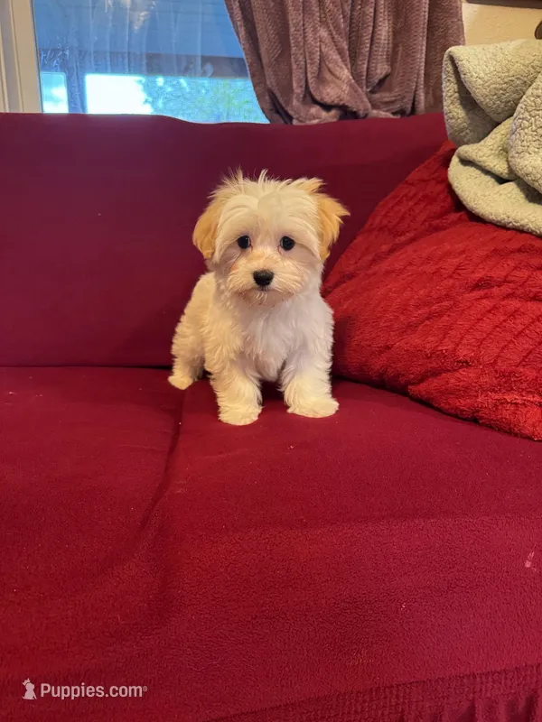 Lenny – Havanese puppy for sale in Asheville, NC