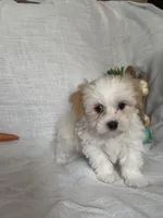 Lenny, a male Havaton for sale in Asheville, NC – Photo 3 of 4