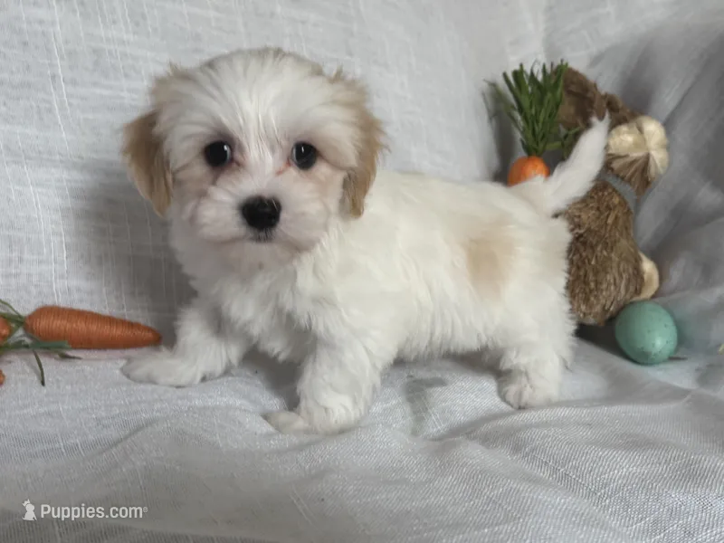 Lenny – Havaton puppy for sale in Asheville, NC
