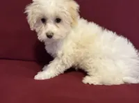 Rehoming Lucy , a female Havanese for sale in Asheville, NC – 2 of 3