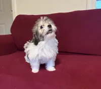 Pepper, a female Havanese for sale in Asheville, NC – 2 of 3