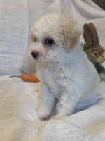 Lucy , a female Havaton for sale in Asheville, NC – Photo 3 of 3