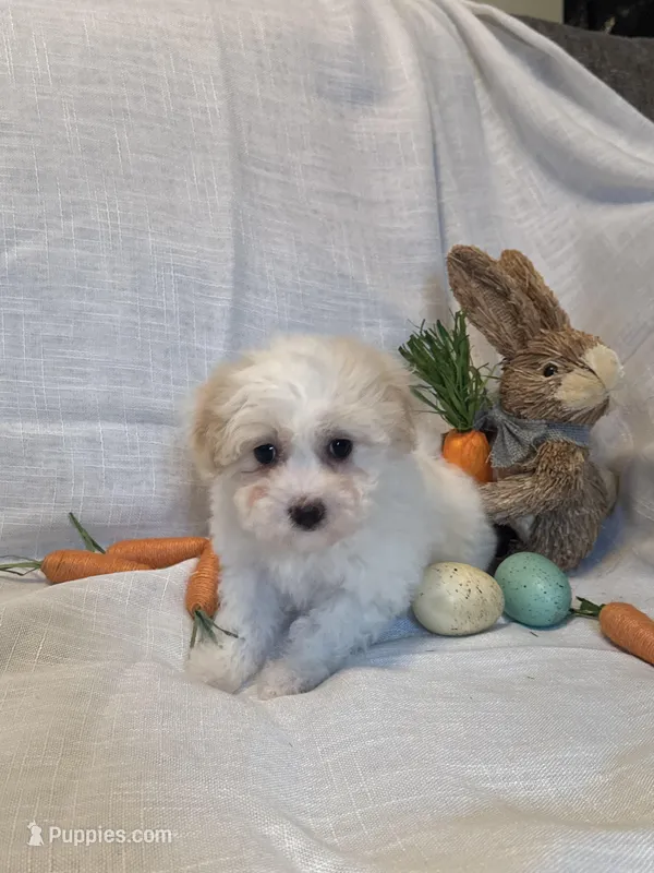 Lucy  – Havaton puppy for sale in Asheville, NC