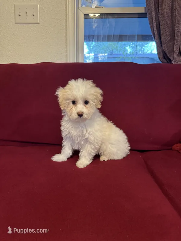 Lucy  – Havanese puppy for sale in Asheville, NC