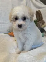 Lucy , a female Havaton for sale in Asheville, NC – Photo 2 of 3