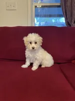 Rehoming Lucy , a female Havanese for sale in Asheville, NC – 3 of 3