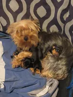 AKC Red, a male Silky Terrier for sale in Orange, NJ – Photo 5 of 5