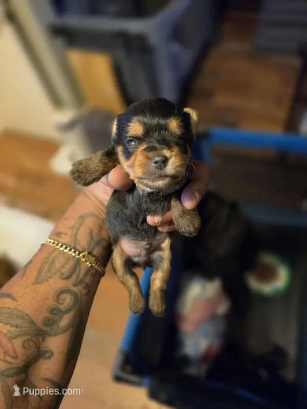 AKC Red – Silky Terrier puppy for sale in Orange, NJ