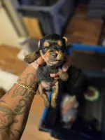 AKC Red, a male Silky Terrier for sale in Orange, NJ – Photo 1 of 5