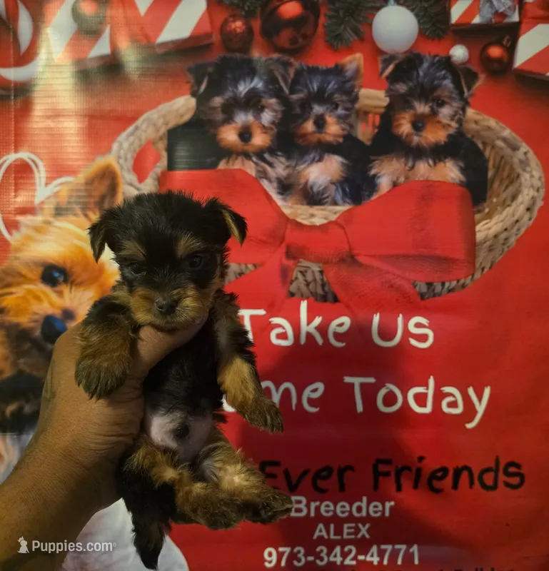 AKC Blue  – Silky Terrier puppy for sale in Orange, NJ