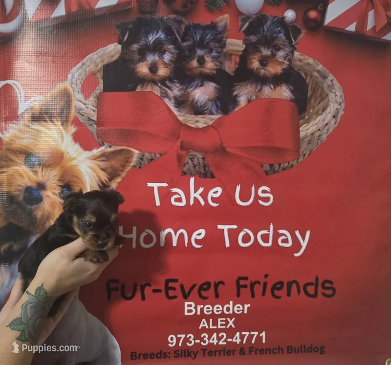 AKC rocky  – Silky Terrier puppy for sale in Orange, NJ