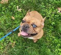 Autumn, a female French Bulldog for sale in Orange, NJ – Photo 2 of 4