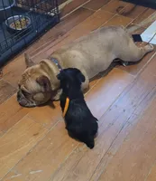 Autumn, a female French Bulldog for sale in Orange, NJ – Photo 3 of 4