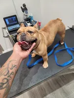 Autumn, a female French Bulldog for sale in Orange, NJ – Photo 4 of 4