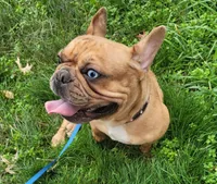 Autumn, a female French Bulldog for sale in Orange, NJ – Photo 1 of 4