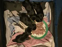 AKC Blue , a male Silky Terrier for sale in Orange, NJ – Photo 2 of 4