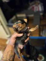 AKC Blue , a male Silky Terrier for sale in Orange, NJ – Photo 1 of 4