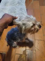 AKC Blue , a male Silky Terrier for sale in Orange, NJ – Photo 4 of 4