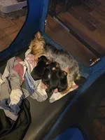 AKC Blue , a male Silky Terrier for sale in Orange, NJ – Photo 3 of 4