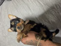 AKC rocky , a male Silky Terrier for sale in Orange, NJ – 2 of 2