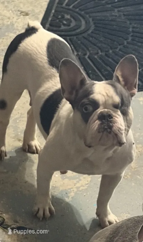 Chloe – French Bulldog puppy for sale in Orlando, FL