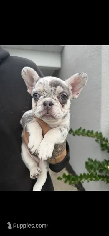Bella – French Bulldog puppy for sale in Orlando, FL