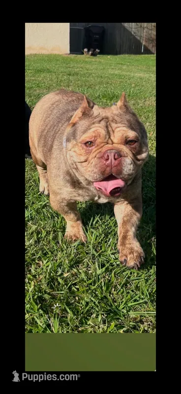 Dior  – American Bully puppy for sale in Orlando, FL