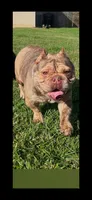 Dior , a female American Bully for sale in Orlando, FL – 1 of 1