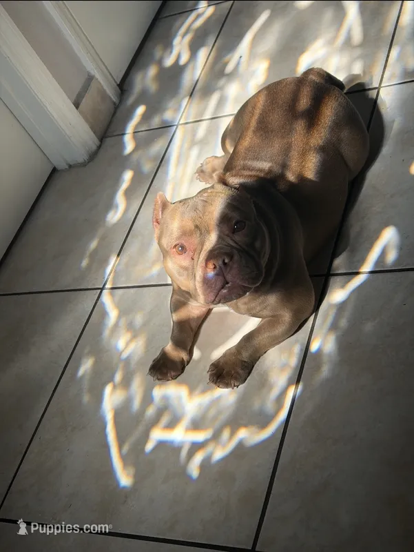 Nena – American Bully puppy for sale in Orlando, FL