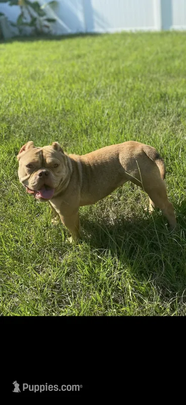 Nutella  – American Bully puppy for sale in Orlando, FL