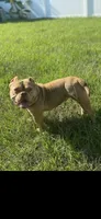 Nutella , a female American Bully for sale in Orlando, FL – 1 of 1
