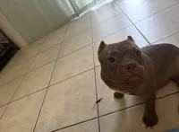 Nena, a female American Bully for sale in Orlando, FL – 3 of 3