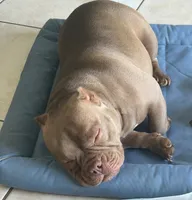 Nena, a female American Bully for sale in Orlando, FL – 2 of 3