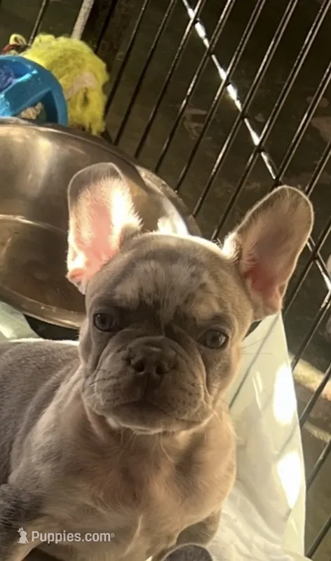 Ox – French Bulldog puppy for sale in Orlando, FL